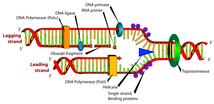 Picture of: Classical/Modern View on DNA Replication