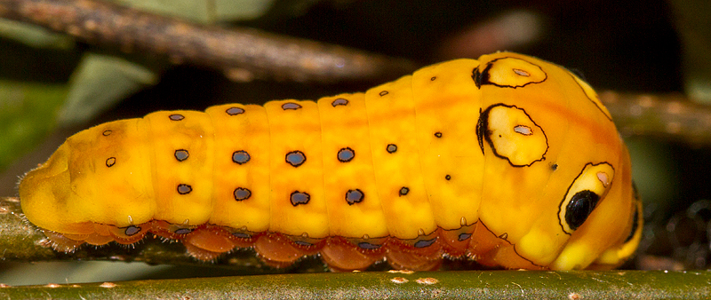 Picture of: Snake-Mimiking Caterpillar (Yellow)