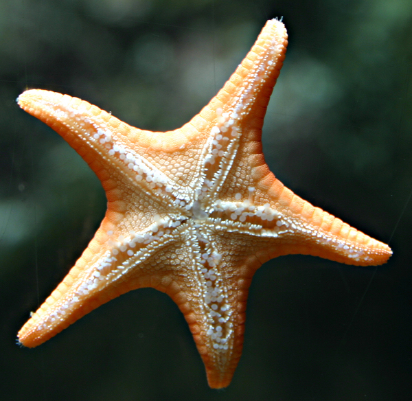 Picture of: Starfish